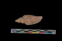 藏品(哈密渦螺)的圖片